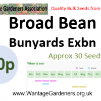 Braod Bean BunEx