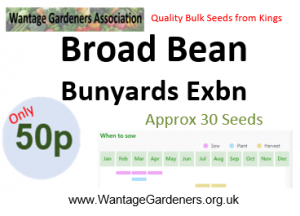 Braod Bean BunEx
