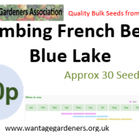 French Bean Blue Lake