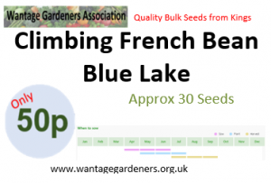 French Bean Blue Lake
