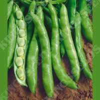 Broad Bean - Aquadulce