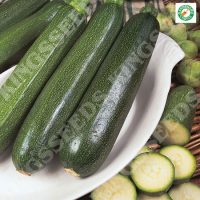 Courgette - All Green Bush